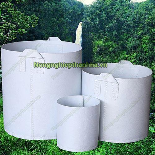 bộ rễ cây phát triển khỏe mạnh nhờ túi vải trồng cây